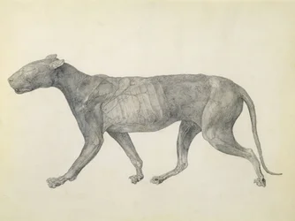 Tiger: Lateral View, with Skin and Tissue Removed, from the series 
